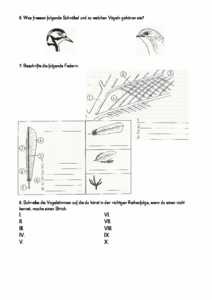 Vorschau themen/vogel/Vogeltest.pdf