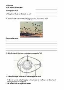 Vorschau themen/vogel/Vogeltest.pdf